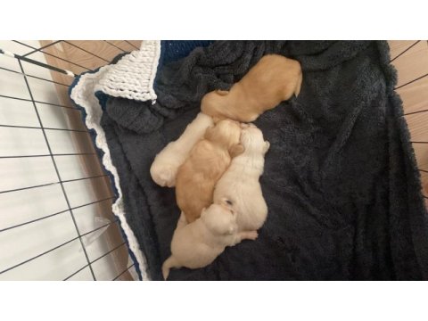 3 dişi ve 2 erkek micro boy pekinez yavrularımız