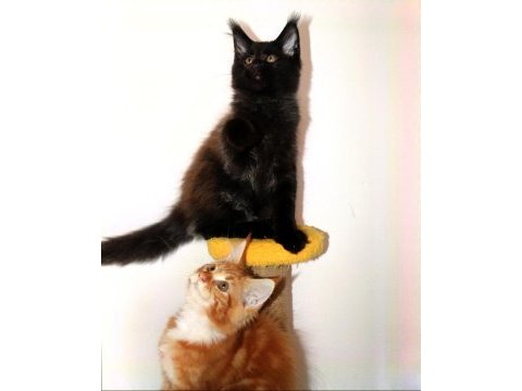 Şampiyonlar torunu şampiyon adayı maine coon yavrular