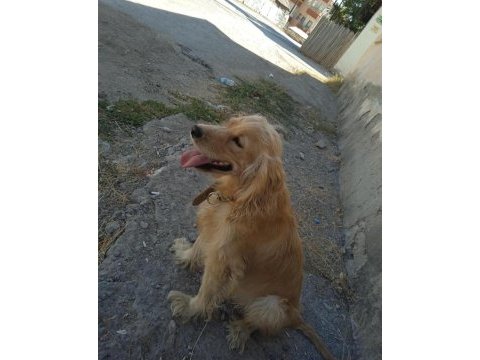 Eğitimli american cocker kızan döneminde