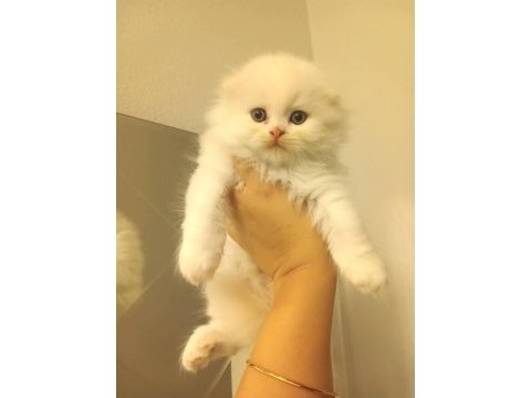 Çok sevecen oyuncu scottish fold
