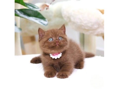 Zarafet timsali chocolate british shorthair