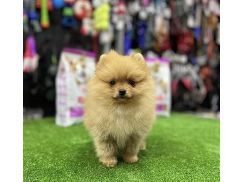 Pomeranian boo yavrular teslime hazır 