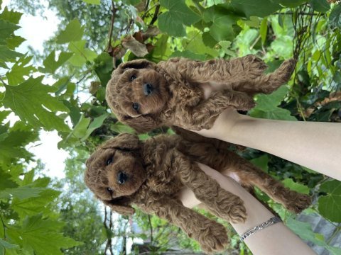 Toy poodle bebekler