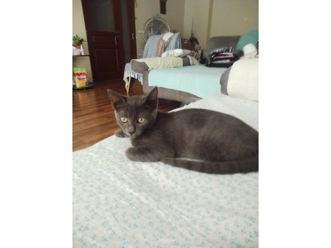 4 aylık blue british shorthair
