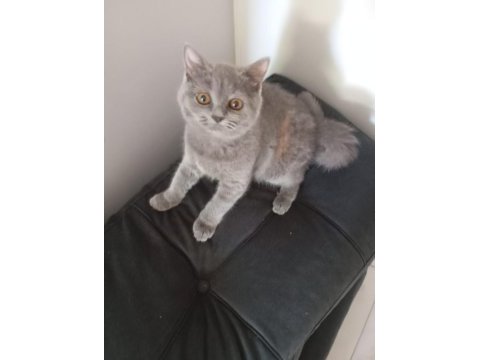 2 aylık küçük patı minik eller british longhair