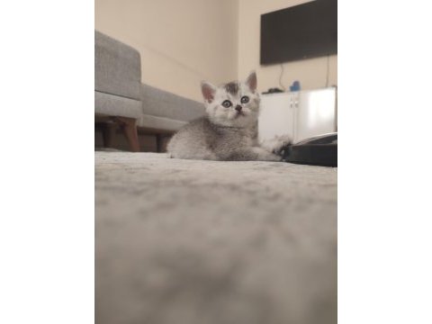 Babalık hakkı british shorthair yavrular