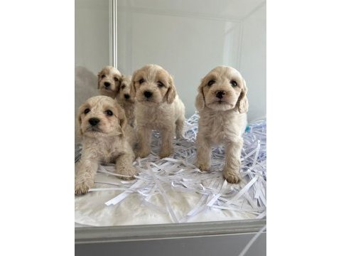 Maltipoo yavrularımız