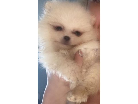 Safkan pomeranian bebekler