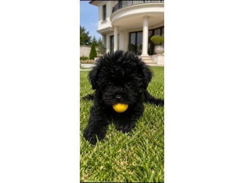 Maltipoo bebekler