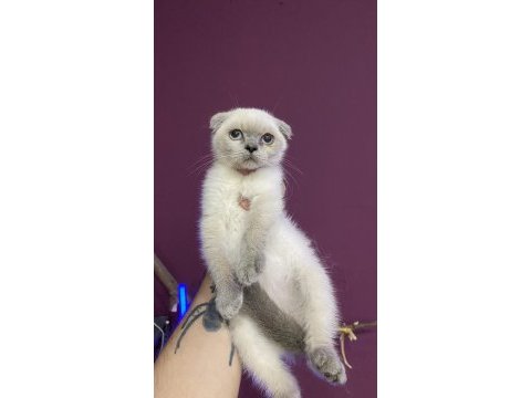 Kitten blue point scottish fold