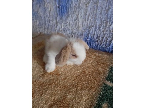 Teddy lop tavşanı yavrular mavi göz