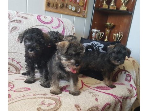 Minyatür schnauzer secereli