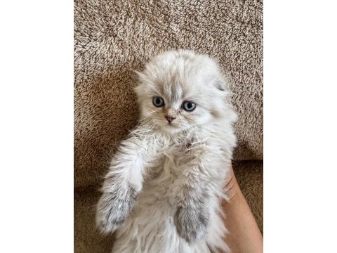 Scottish fold dişi ve erkek kardeşler