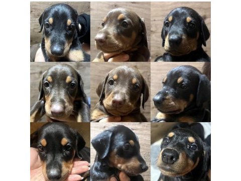 Efsane doberman yavruları çok uygun fiyata