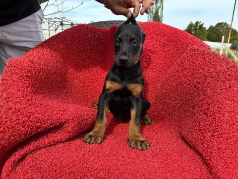 Doberman erkek