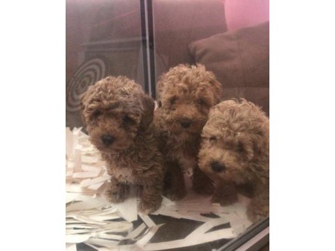 Minicik bir poodle sizin olsun mu