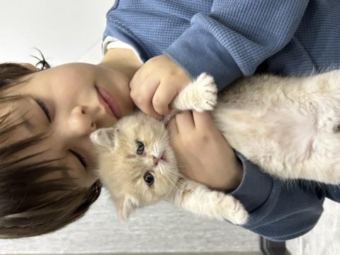 Yakışıklı oğlumuz %100 british shorthair