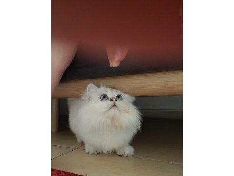Show kalite pofuduk yakışıklı british longhair oğlumuz