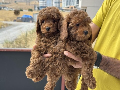 Redbrown kore toy poodle yavrularmız