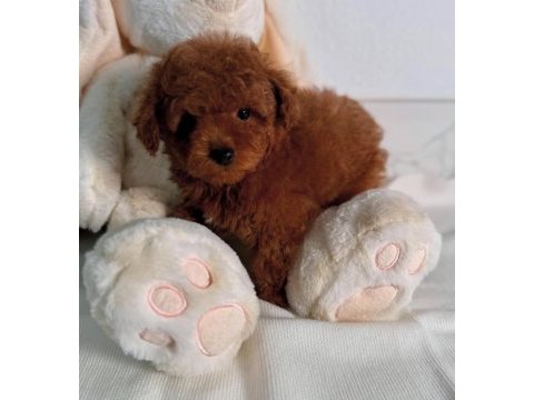 Oyuncu ve safkan toy poodle bebekler