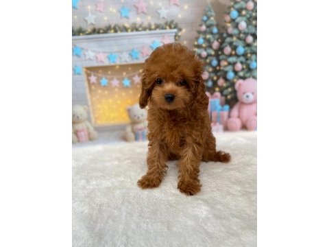 Yetişkin dişi poodle
