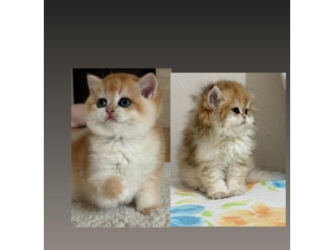 Safkan british shorthair golden yavrular