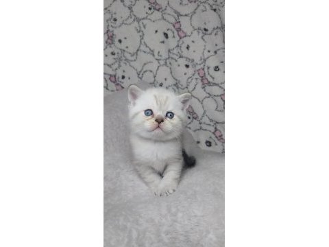 Sıcakkanlı, oyuncu ve sevecen scottish fold