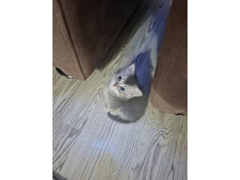 British shorthair 63 günlük kedimiz