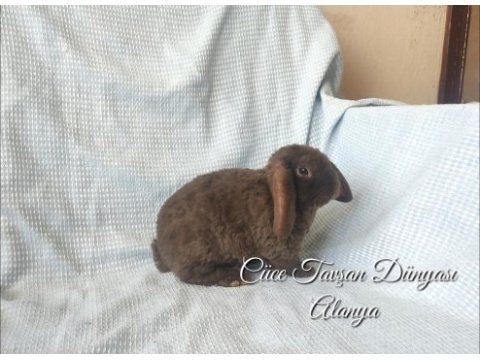 Çokolata tatlısı cüce lop/minilop yavrusu