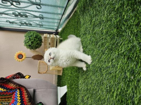 Üst kalite full şecereli scottish fold yavrular
