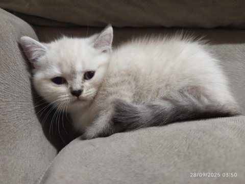 Pamuk şeker kediler yeni ailelerini bekliyor