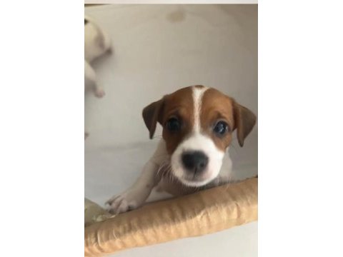 Jack russell kısa bacak çiftlik veya üretici değilim