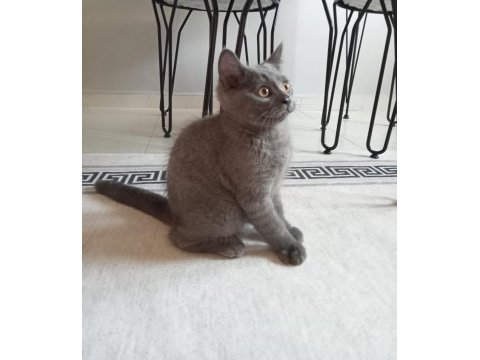 3 aylık erkek yavrumuz sahiplendirilecektir