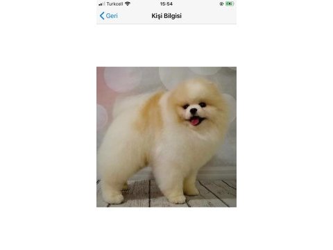 Orjinal ayı surat pomeranian boo yavrular