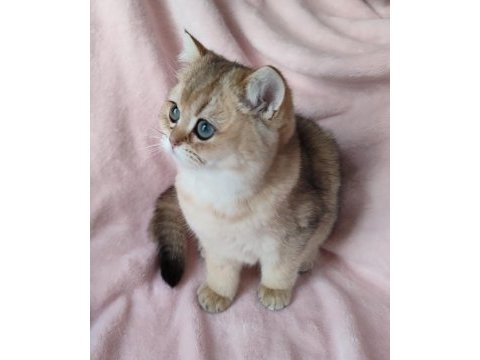 Şafkan british shorthair