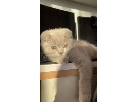 5 aylık scottish fold lilac yavrumuz
