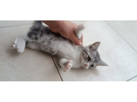British shothair tabby