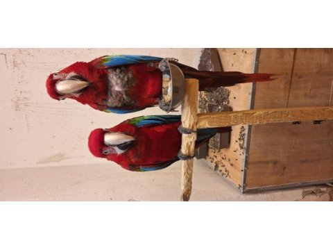 Macaw papağanımız için açıklamayı okuyunuz