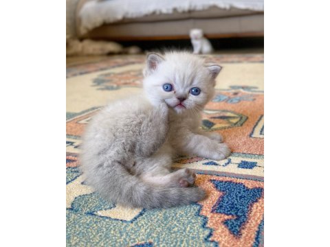A kalite british shorthair lynx point