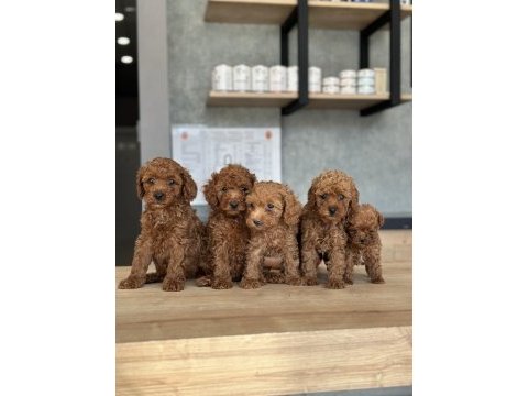 Sevimli toy poodle