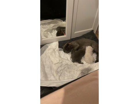 Minik bebek kediler yeni yuvalarına gitmeye hazır