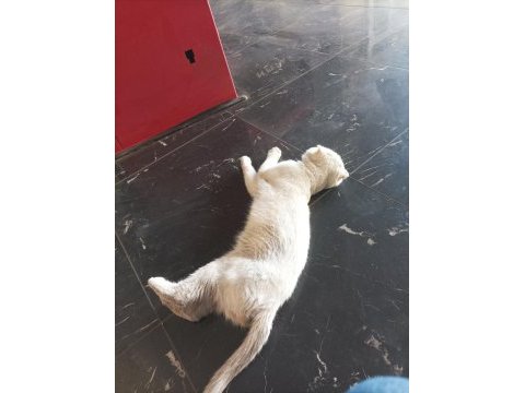 Acil sahiplendirme scottish fold