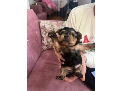 1 aylık yorkshire terrier