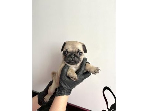 Pug mops safkan yavrularım