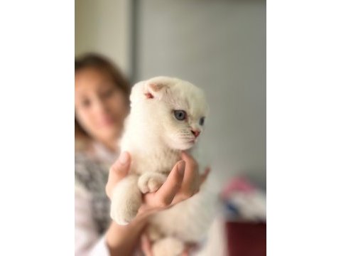 Saf kan lynx point scottish fold