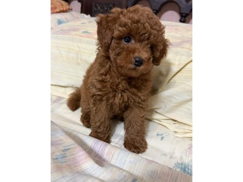 Toy poodle orijinal köpeğimiz