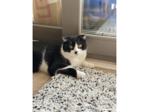 Scottish fold smokin