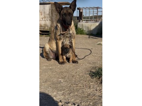 Erkek belçika malinois yavrumuz