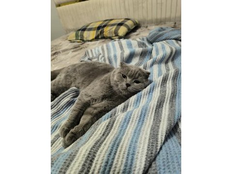 Ücretsiz sahiplendirme scottish fold kedimiz