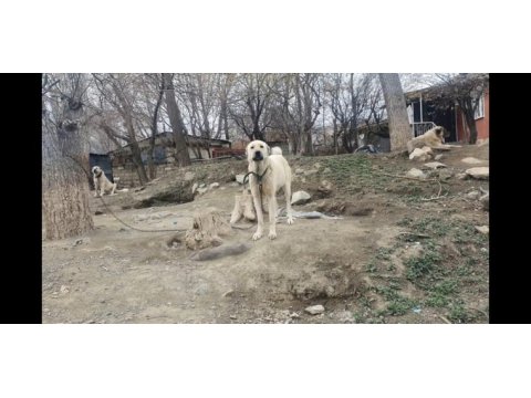 Yetişkin safkan orjinal kangallar